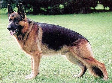 Mark vom Oberriedertal