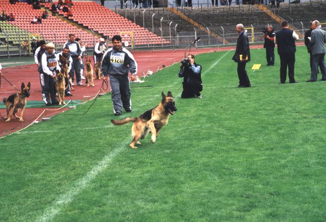 Mara vom Wildsteiger Land