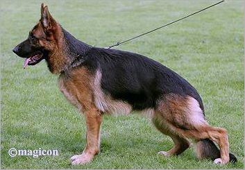 Pola von der Zenteiche