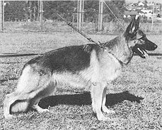 Bambi vom Feldschlösschen