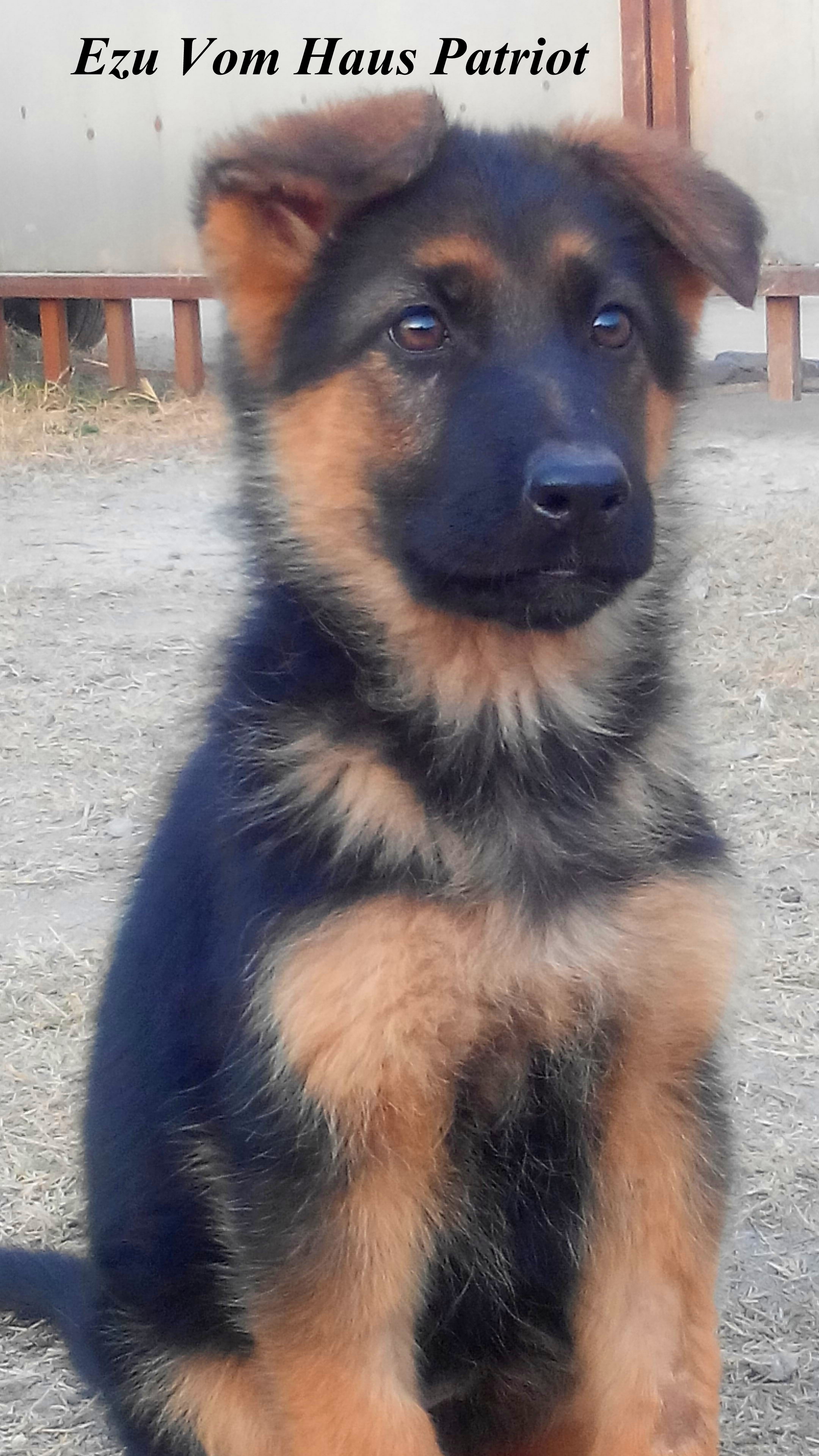 Ezu vom Haus Patriot