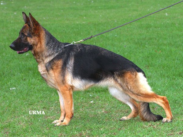 Xana von der Zenteiche