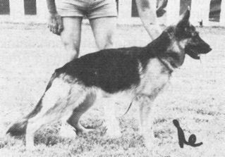 Ira aus dem Heckhausen-Zwinger