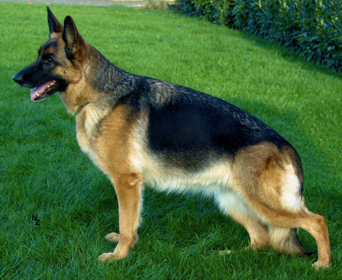 Walessa vom Schloss Runding