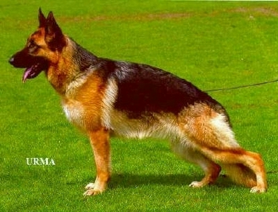 Alyssa vom Schloss Runding