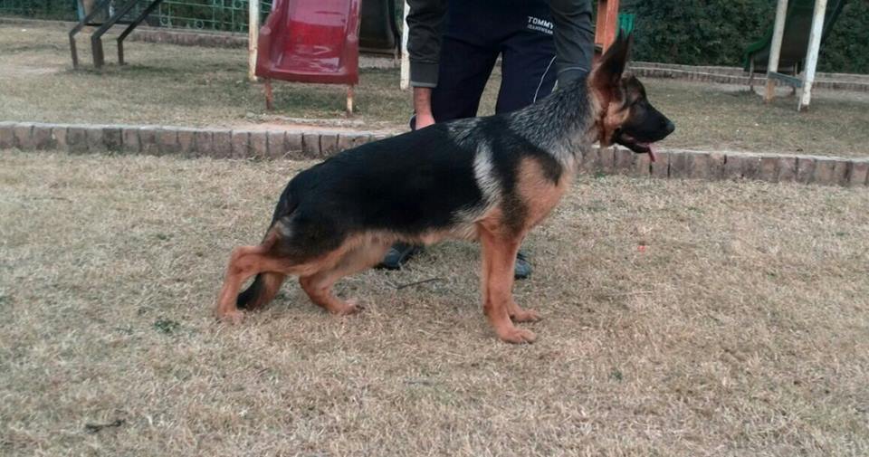 Pascha vom Ritterberg