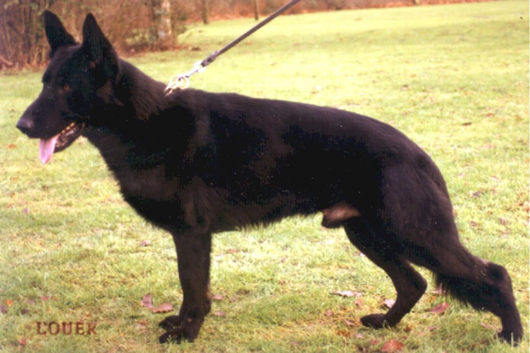 Quattro von Haus Antverpa