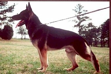 Nessel von Haus Antverpa