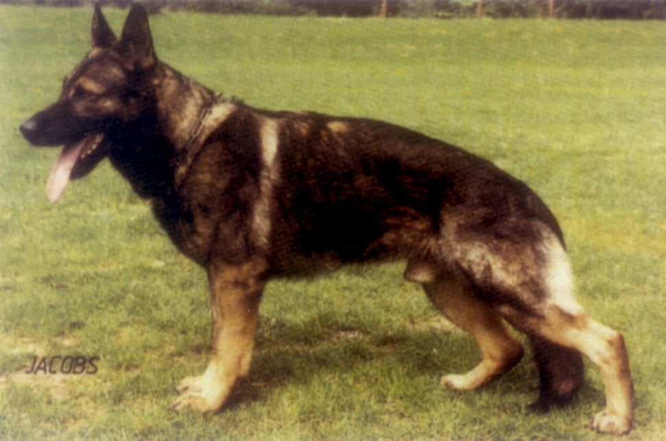 Fero vom Zeuterner Himmelreich