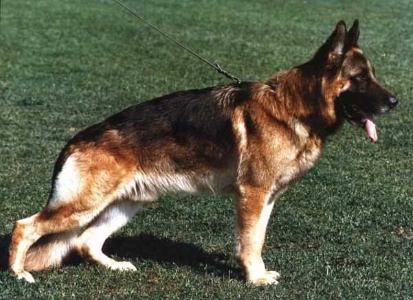 Wobo vom Lärchenhain