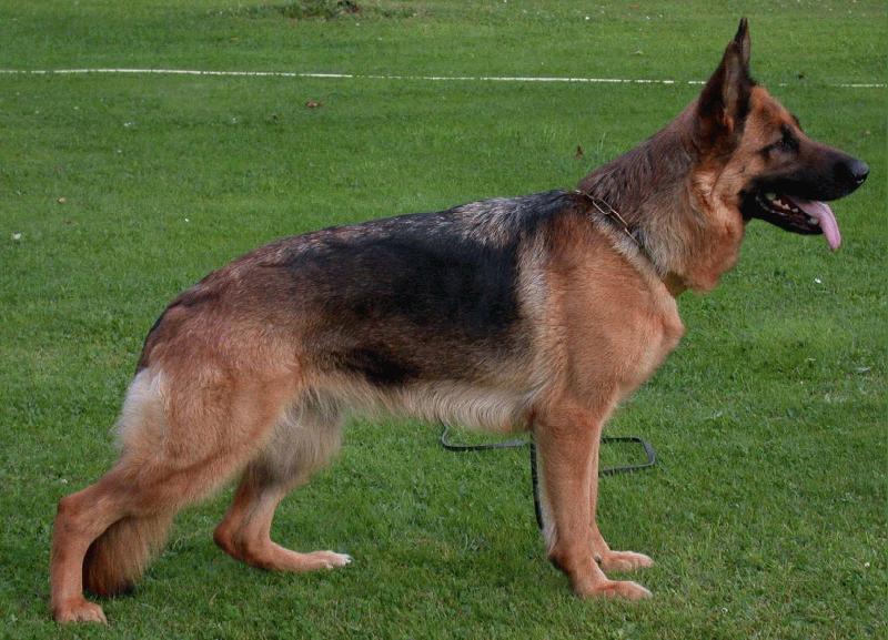 Yanara von der kleinen Ranch