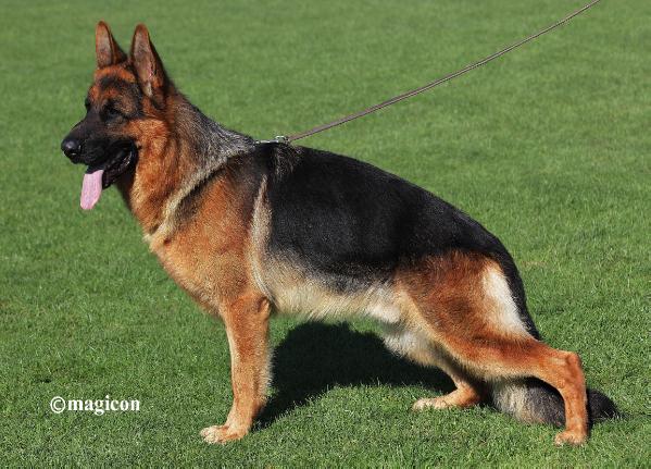 Yuri vom Osterberger-Land