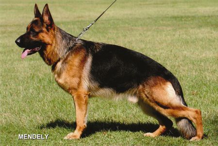 Kyros vom Drei Birkenzwinger