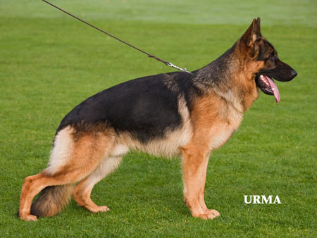 Eros vom Haus Portofino