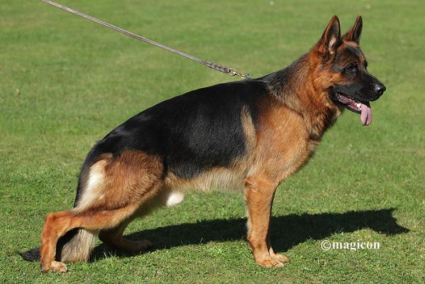 Pepe vom Kuckucksland