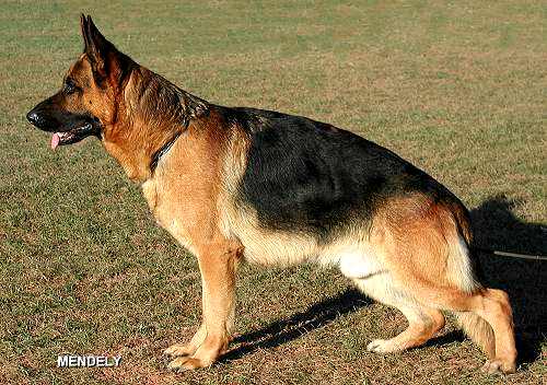 Vito vom Eßweiler Tal