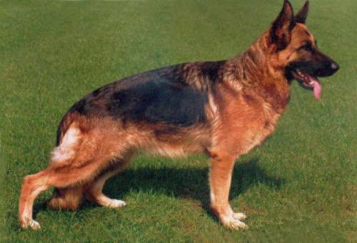 Elsa vom Kuckucksland