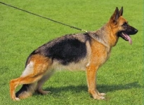 Daisy vom Frankengold