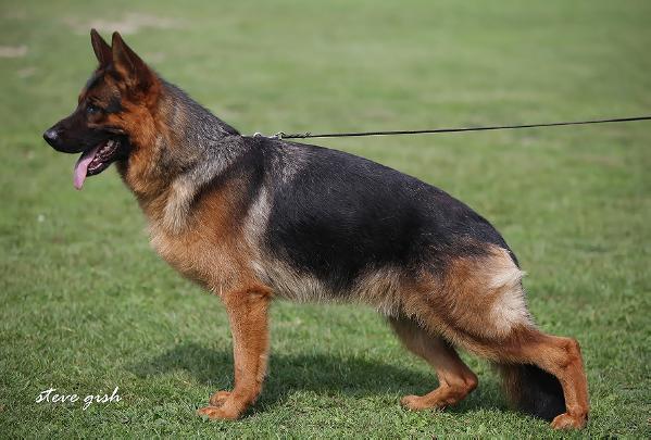 Günter vom Eichenplatz