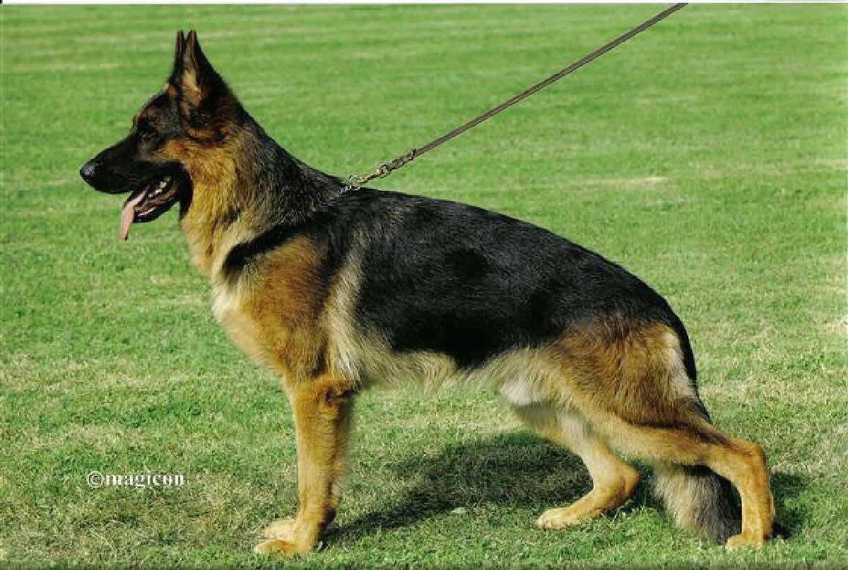 Ray vom Fichtenschlag