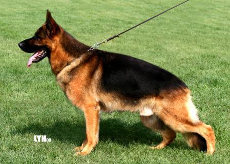 Greif von der Karl-May Höhle