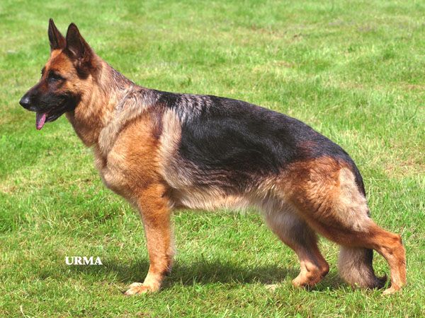 Günnie vom Fichtenschlag