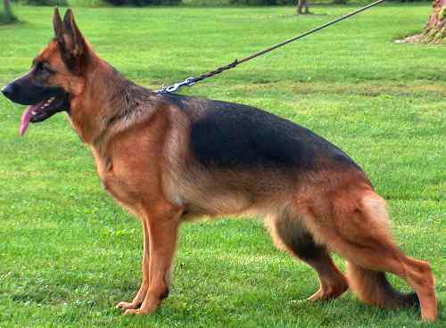 Thora vom Fichtenschlag