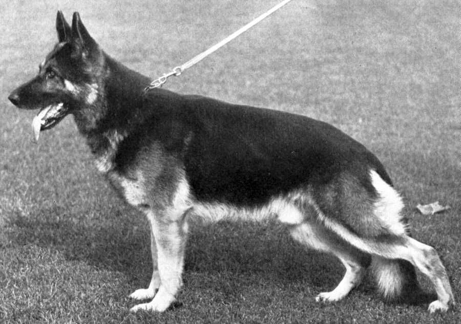 Marko vom Cellerland