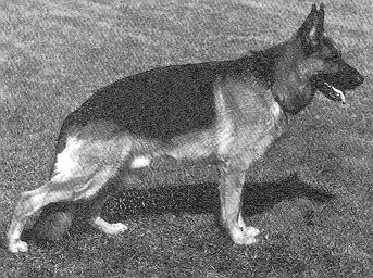 Falk vom Baiselsberg