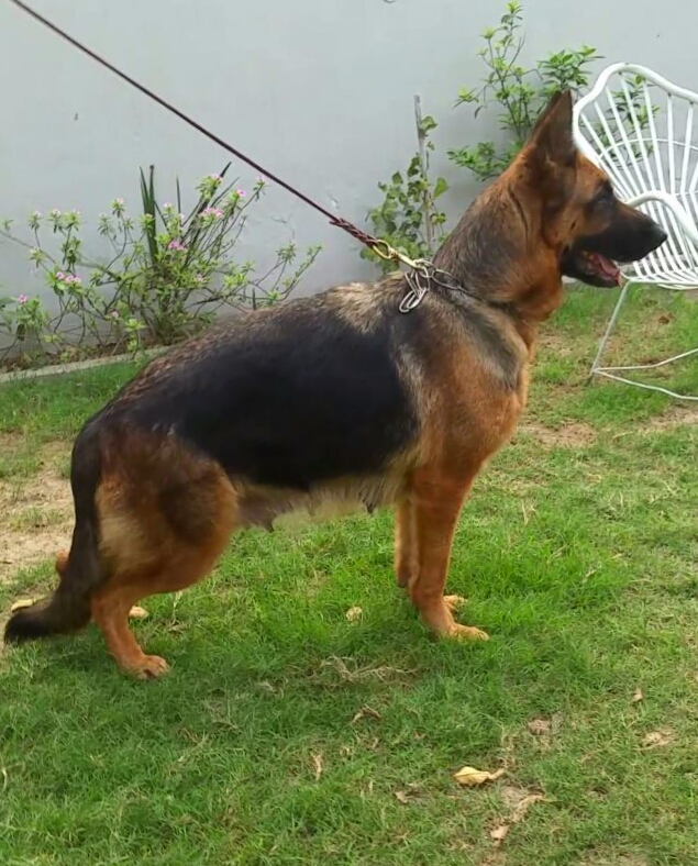 Acira vom Sandal Land