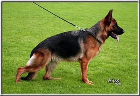 Oduscha von der Rieser Perle