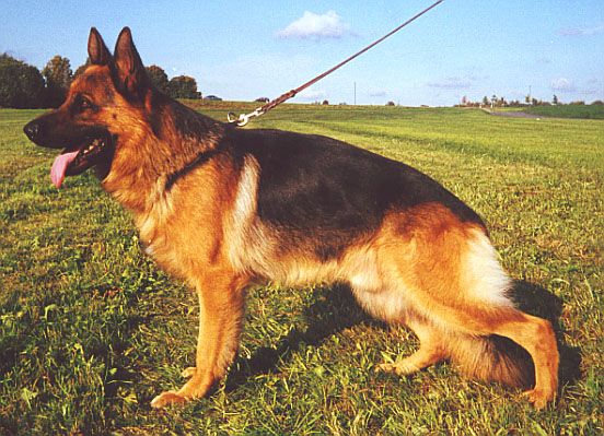 Nilo von der Ehrenfeste