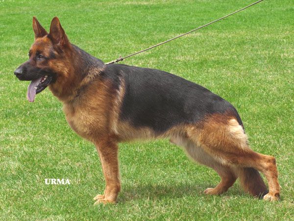 Yello vom St.-Michaels-Berg