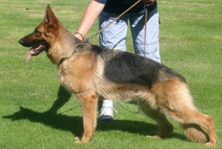 Crissy von der Liebeswarte