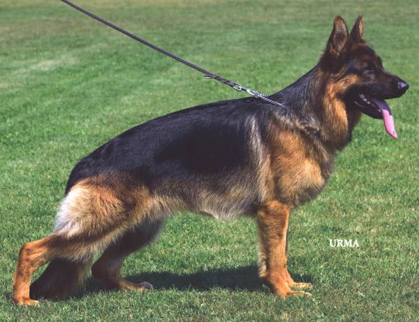 Campino von der Piste Trophe