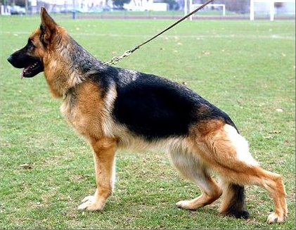 Ornella vom Hühnegrab