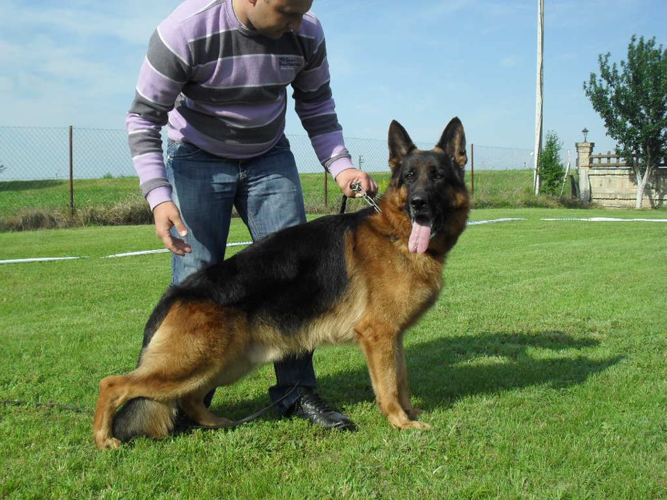 Tino von der Rieser Perle