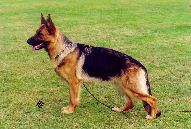 Kerrie vom Feuermelder