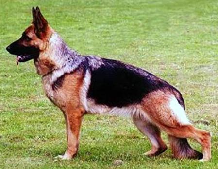 Esther vom Nassauer Berg