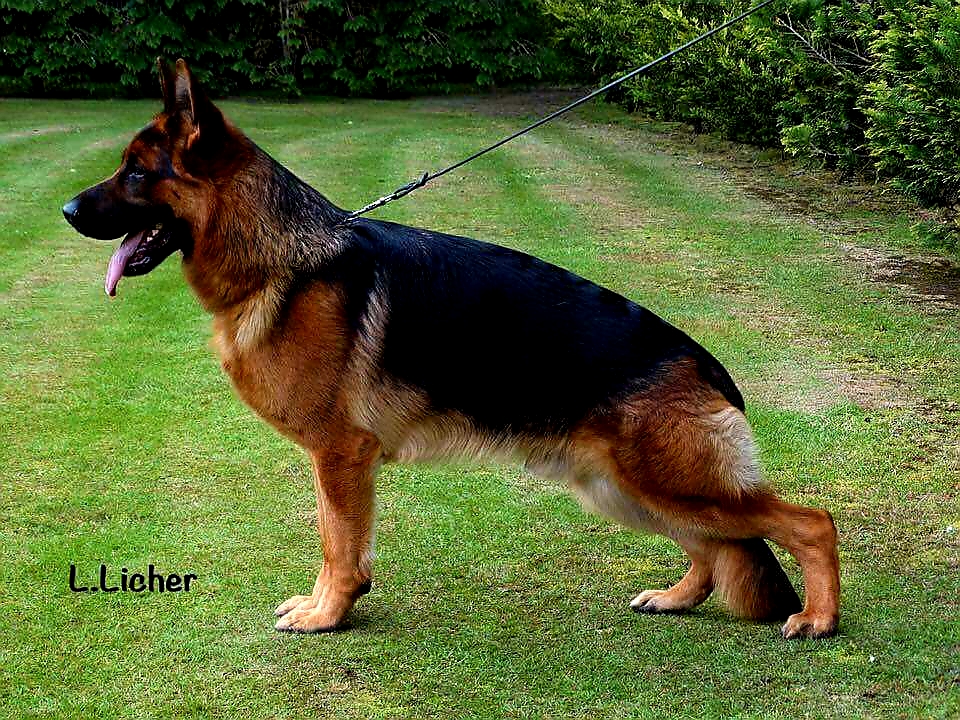 Madox vom Schloß Rügland