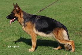 Milla vom Kuckucksland