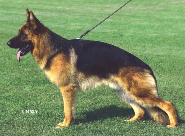 Attila von der Piste Trophe