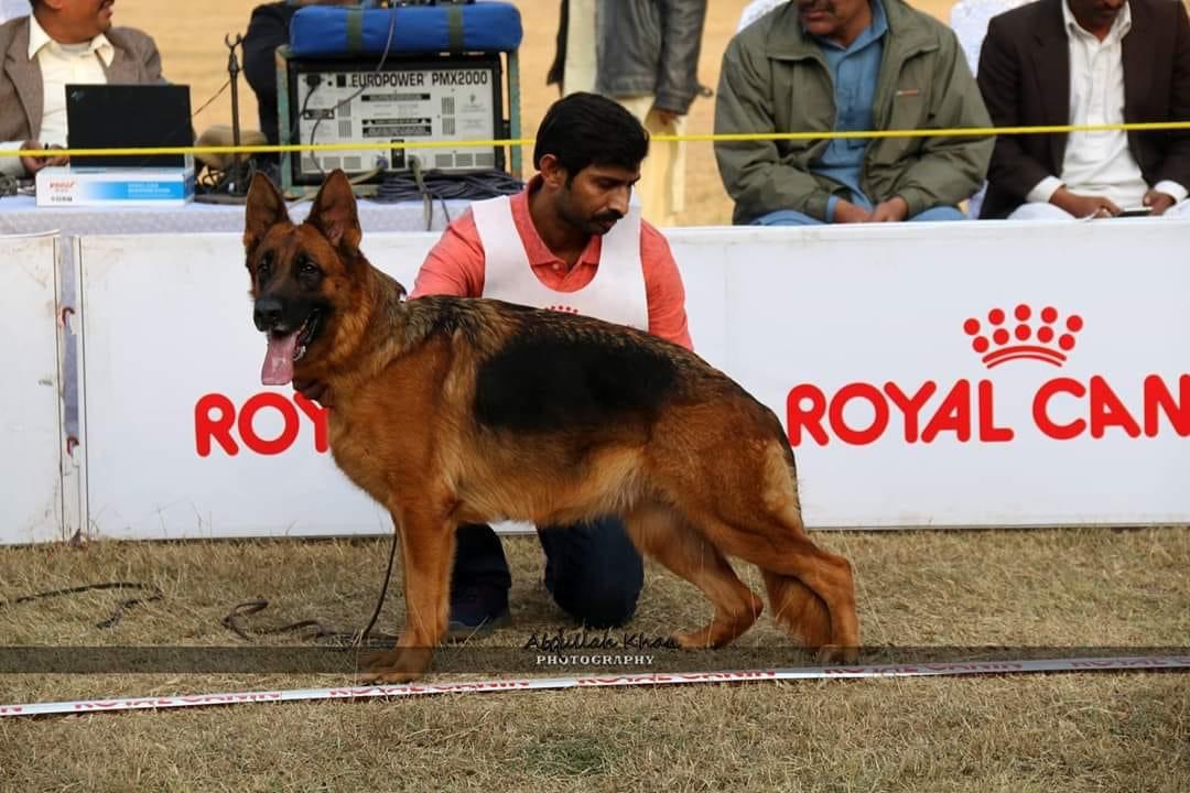 Fairy vom Royal Star