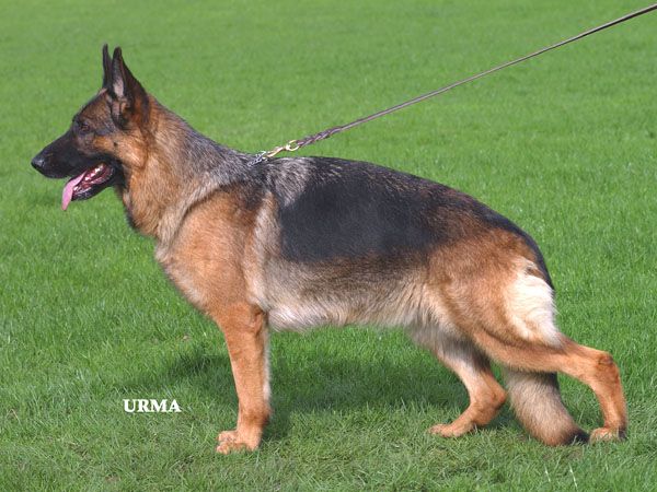 Amida Av Norden Stamm