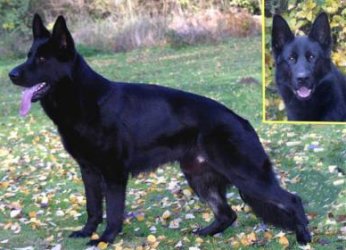 Uras von der schwarzen Nister