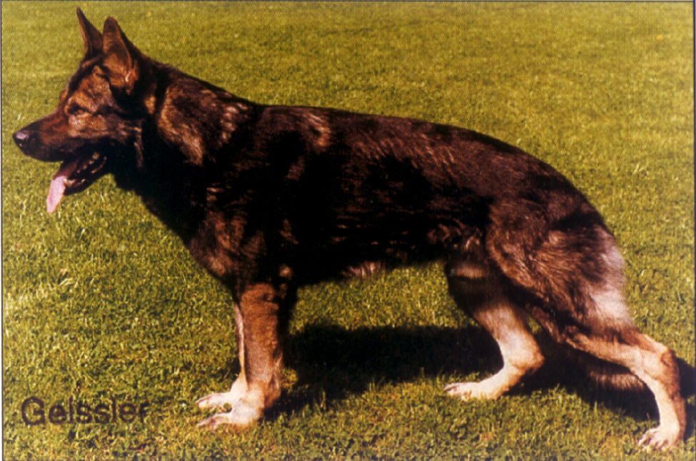 Chicco von der Fasanerie (West)