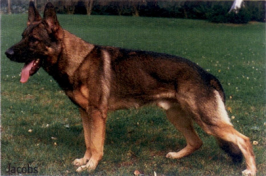 Timmy von der bösen Nachbarschaft