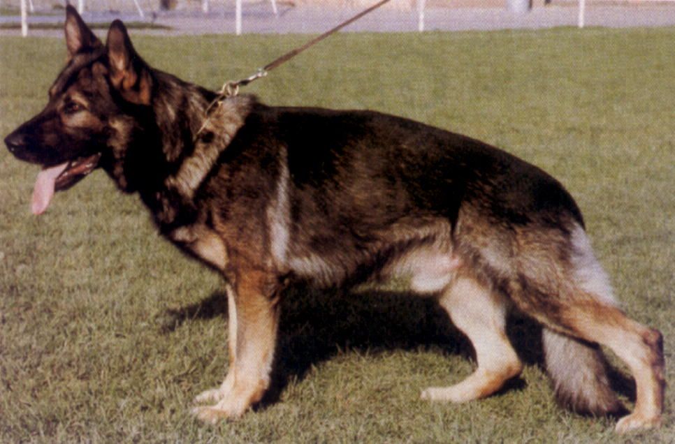 Yoschy von der Döllenwiese