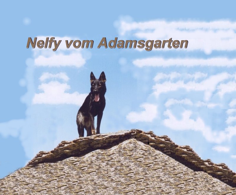 Nelfy vom Adamsgarten