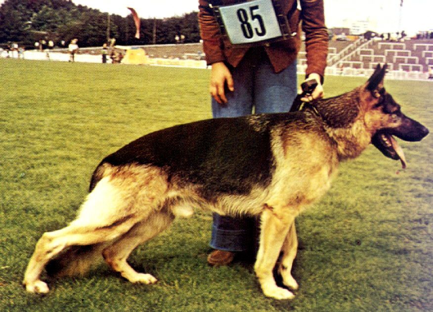 Anderl vom kleinen Pfahl